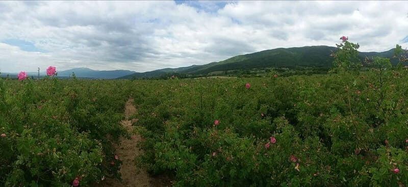 Sofia  Kazanluk Rose Valley & Oil Distillery Tour - Authentic Experiences Highlighted by Travelers
