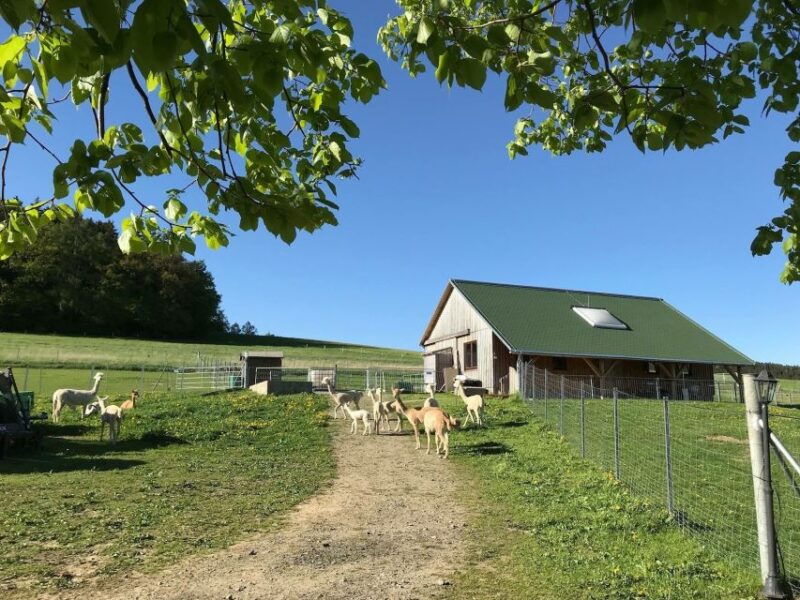 sohland-an-der-spree-walk-with-an-alpaca