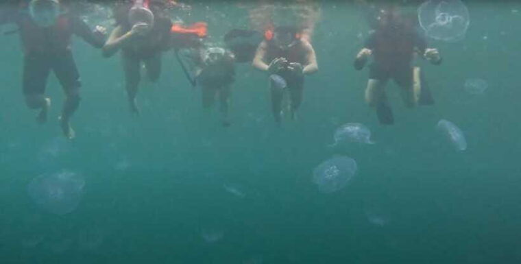 sohoton-cove-swim-with-jellyfish-explore-hidden-lagoons
