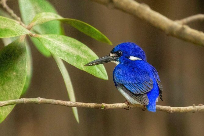Solar Whisper Daintree River Crocodile and Wildlife Cruise - Timing, Group Size, and Price