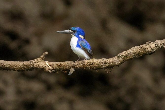 Solar Whisper Daintree River Crocodile and Wildlife Cruise - Practical Tips for Visitors