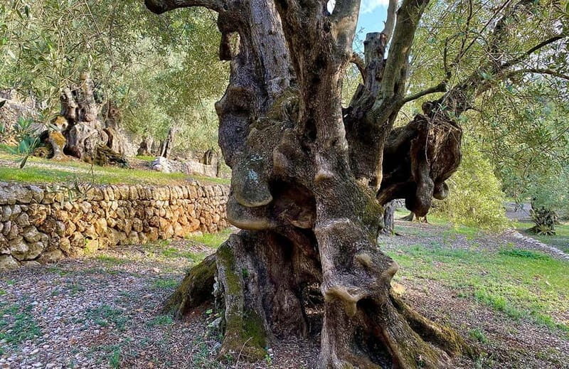 Sóller: Olive Oil Guided Tour and Tasting at Can Det Estate - Who Will Love This Tour?