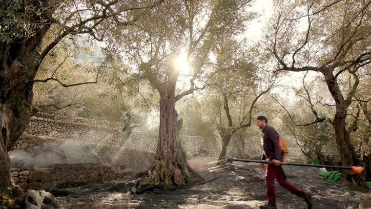 soller-olive-oil-tasting-and-brunch-at-can-det-estate