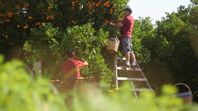 soller-olive-oil-tasting-and-brunch-at-can-det-estate