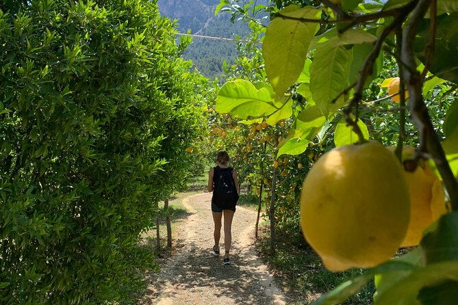 soller-valley-private-tour-and-walking-in-orange-paradise