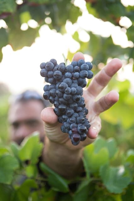 Solvang: Santa Ynez Valley Wine Tours w/ Lunch & Tastings - An In-Depth Look at the Tour Experience