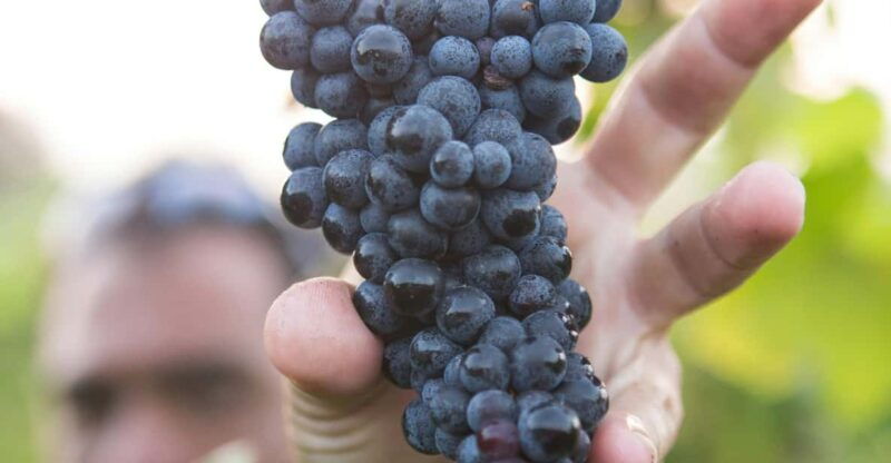 solvang-santa-ynez-valley-wine-tours-w-lunch-tastings