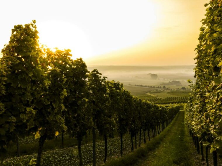 solvang-santa-ynez-valley-wine-tours-w-lunch-tastings