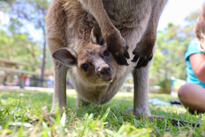Somersby: Australian Reptile Park Day Pass - 9am to 5pm - Exploring the Australian Reptile Park: An Authentic Wildlife Experience
