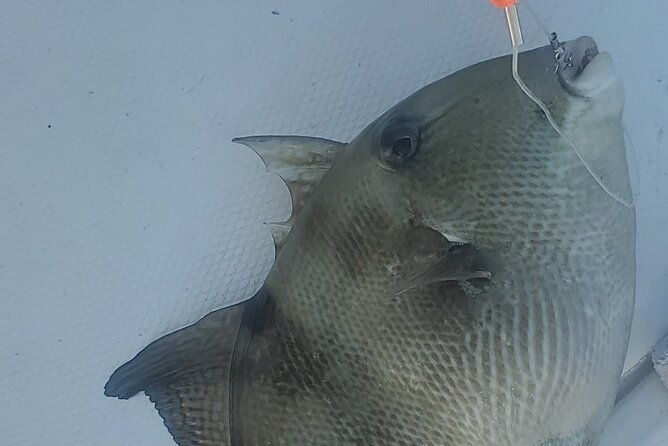 sonnys-boat-tours-half-day-off-shore-fishing-charter-englewood-fl