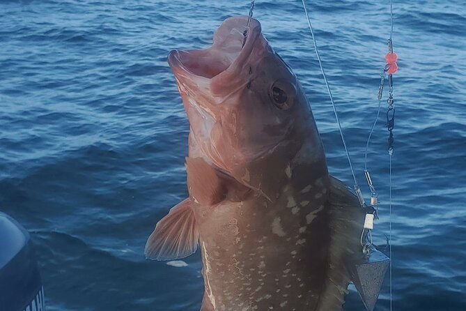 sonnys-boat-tours-half-day-off-shore-fishing-charter-englewood-fl