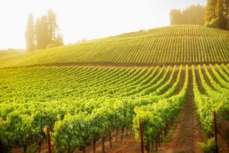 sonoma-county-tasting-pass-choose-1-2-or-90-days