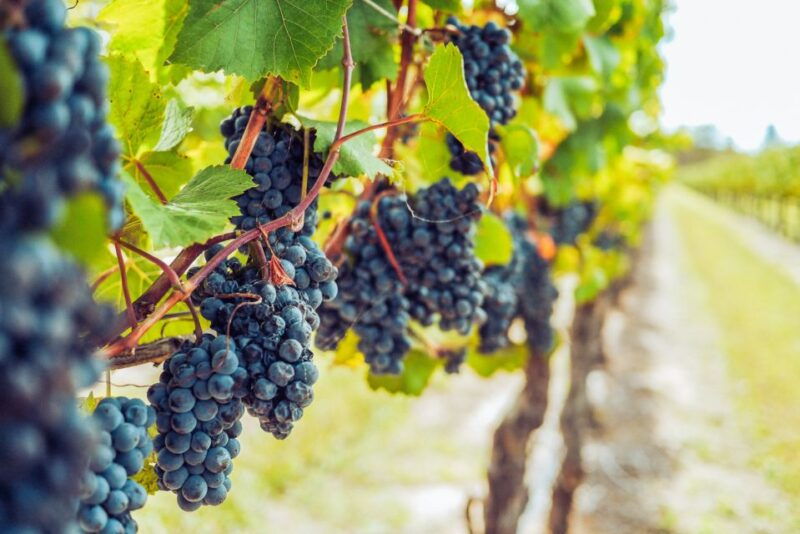 sonoma-county-tasting-pass-choose-1-2-or-90-days