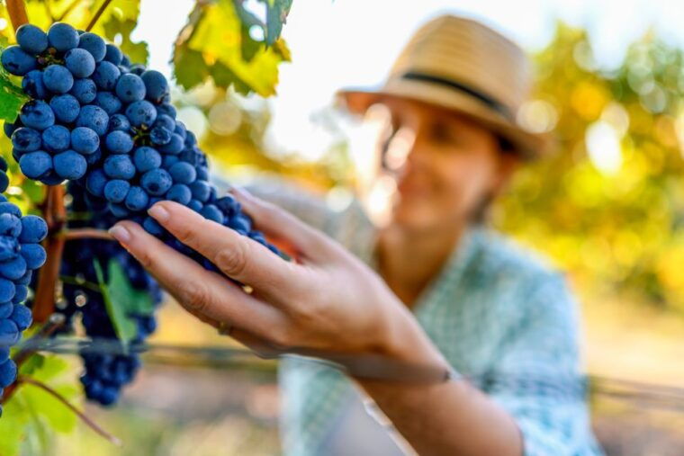 sonoma-county-tasting-pass-choose-1-2-or-90-days