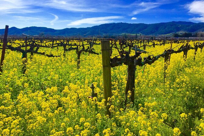 sonoma-healdsburg-wine-tours