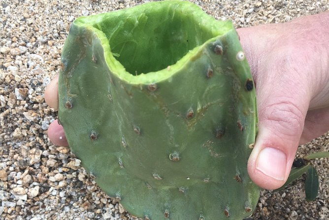 sonoran-desert-wild-foods-and-traditional-skills
