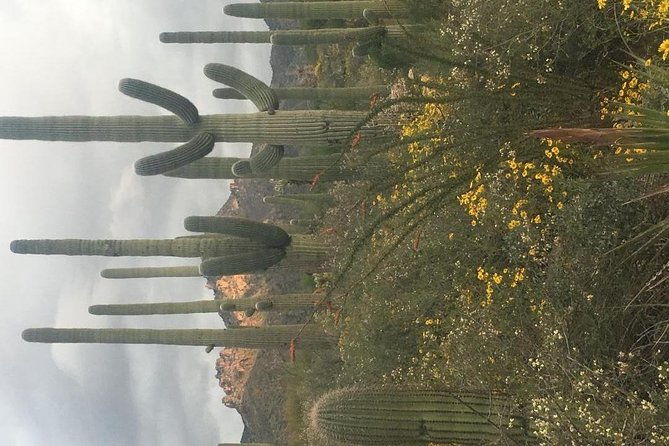 sonoran-desert-wild-foods-and-traditional-skills