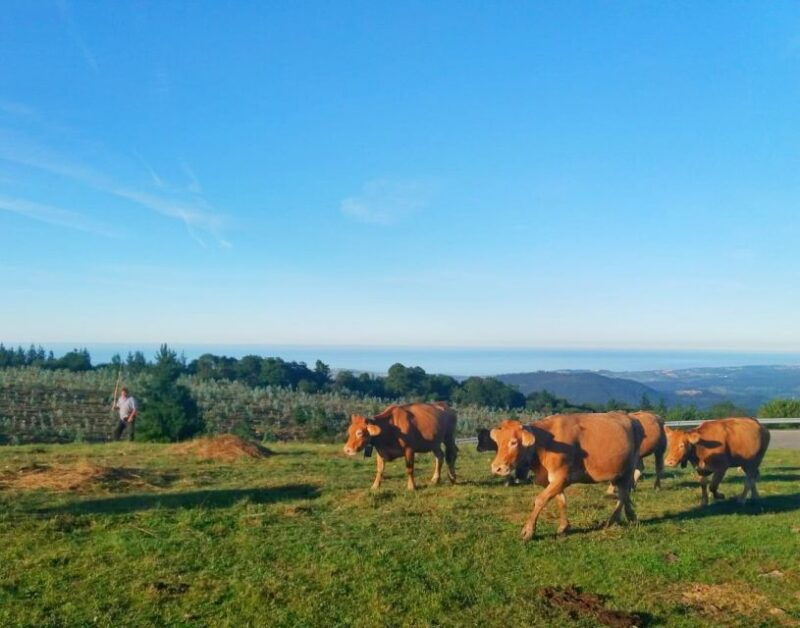 soplao-cave-excursion-from-santander-or-torrelavega