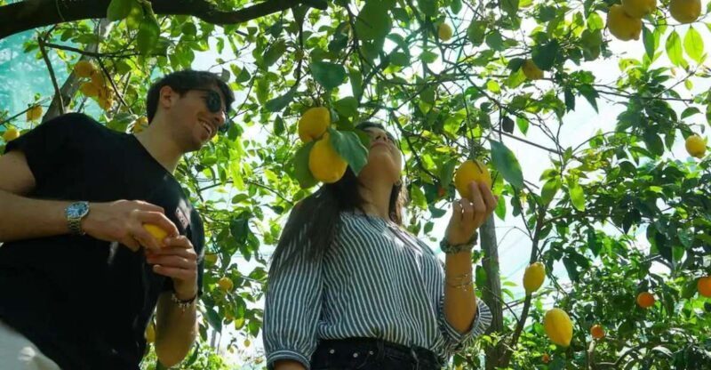 sorrento-authentic-lemon-experience-in-a-farm-with-tastings