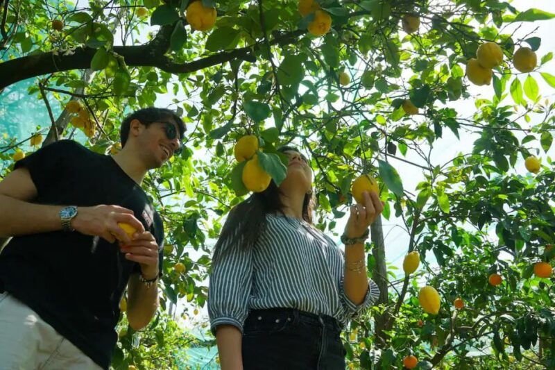 sorrento-authentic-lemon-experience-in-a-farm-with-tastings