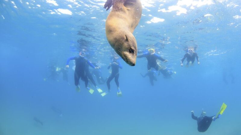 Sorrento: Boat Tour & Snorkeling with the Seals with Lunch - Sorrento: Boat Tour & Snorkeling with the Seals with Lunch