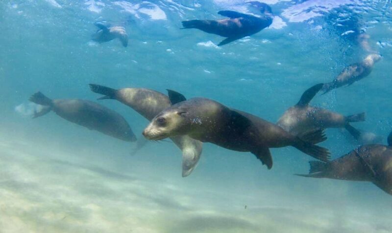 Sorrento: Boat Tour & Snorkeling with the Seals with Lunch - An In-Depth Look at the Experience