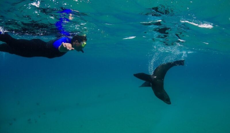 Sorrento: Boat Tour & Snorkeling with the Seals with Lunch - Final Thoughts