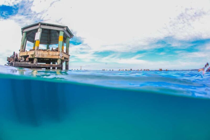 Sorrento: Boat Tour & Snorkeling with the Seals with Lunch - FAQ