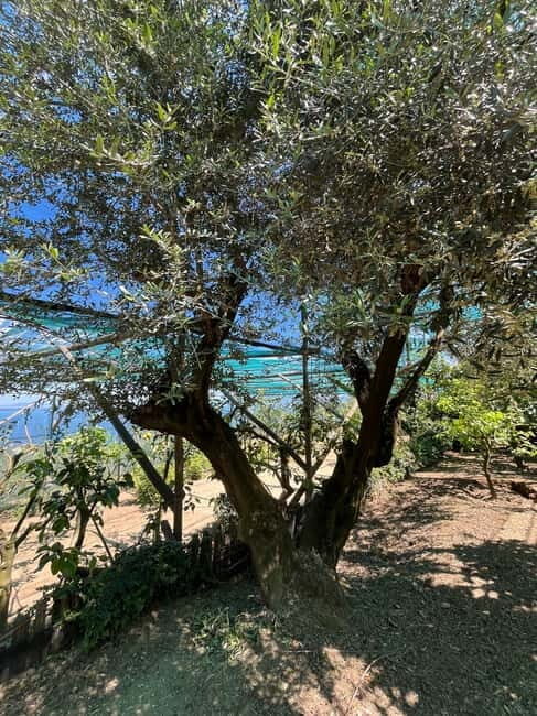 Sorrento: Cooking Class under the Lemon Trees - The Sum Up