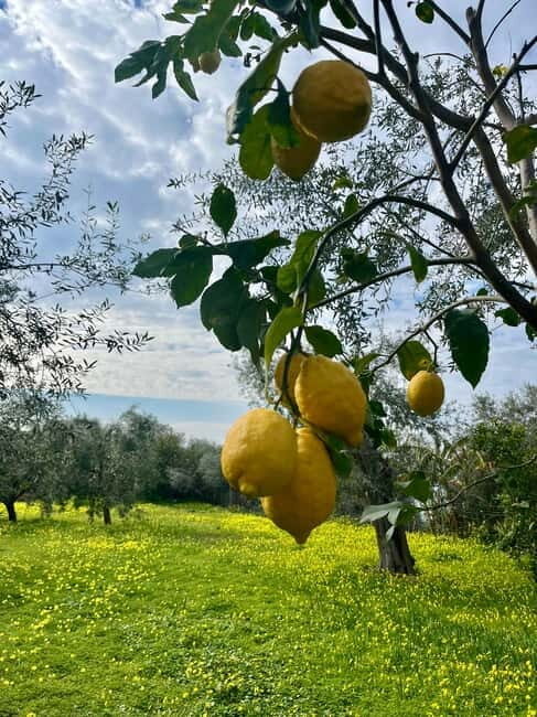 Sorrento: Cooking with a Local Chef & Wine Pairing by the Sea - Practical Tips for Visitors
