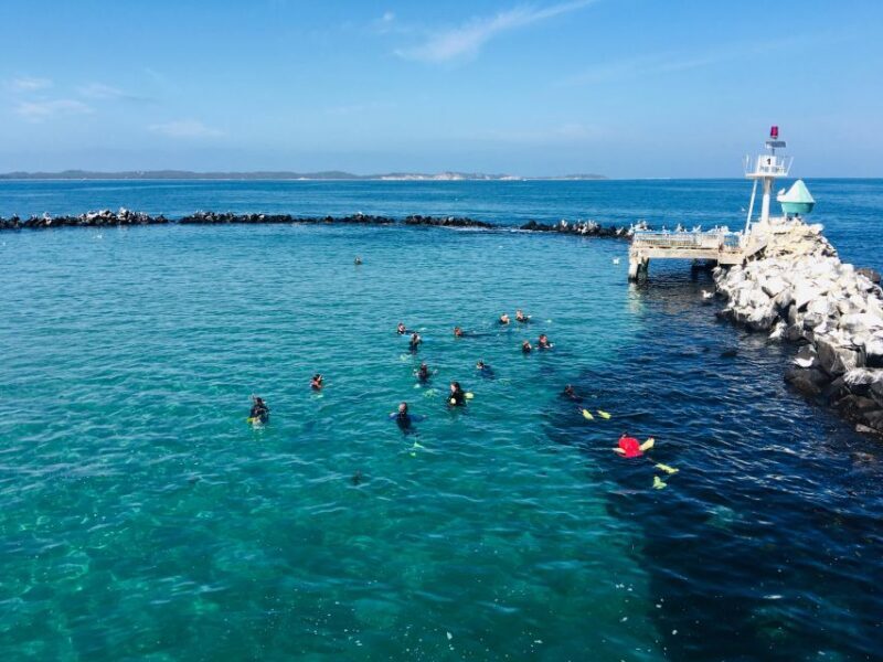 Sorrento: Dolphins & Seals Snorkeling Cruise w/ Lunch - Overview of the Experience  