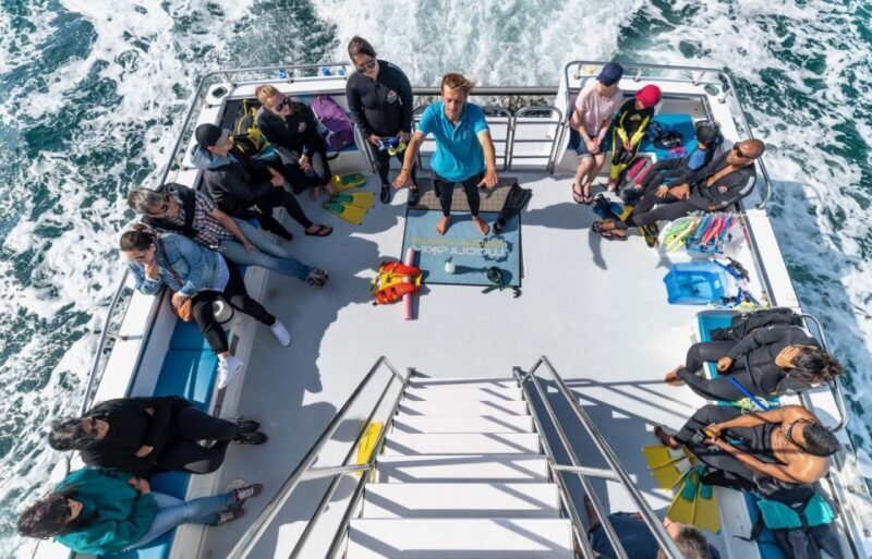 Sorrento: Dolphins & Seals Snorkeling Cruise w/ Lunch - The All-Inclusive Meal & Relaxation  