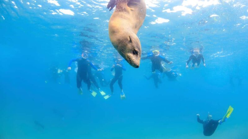 Sorrento: Dolphins & Seals Snorkeling Cruise w/ Lunch - Wildlife & Interaction: What You Can Expect  