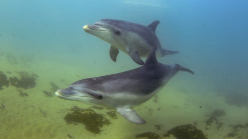 Sorrento: Dolphins & Seals Snorkeling Cruise w/ Lunch - The Practicalities: What to Know Before Booking  