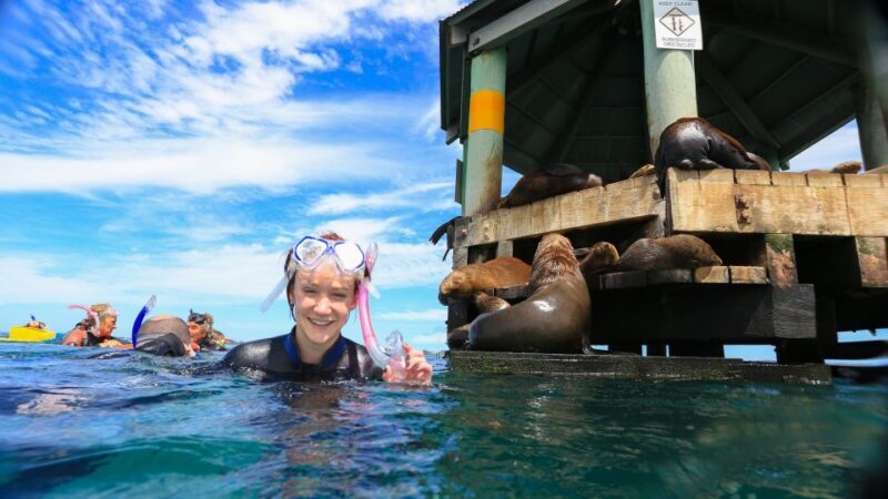 Sorrento: Dolphins & Seals Snorkeling Cruise w/ Lunch - FAQ  