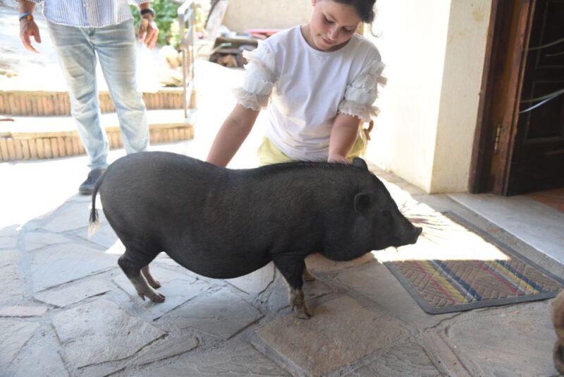 sorrento-farm-tour-with-cheese-tasting-pizza-making-class