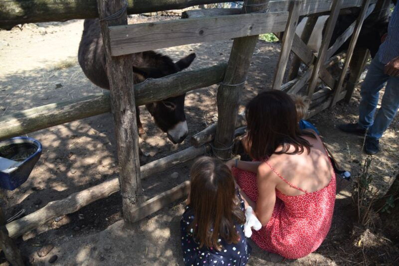 sorrento-farm-tour-with-cheese-tasting-pizza-making-class