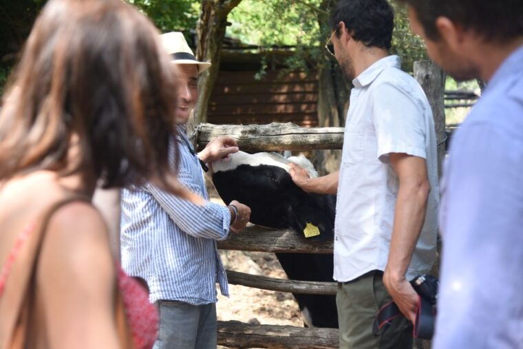 sorrento-farm-tour-with-cheese-tasting-pizza-making-class