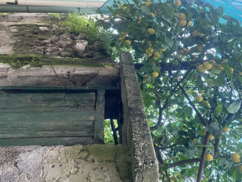 sorrento-from-the-hills-to-the-sea-hiking-tour