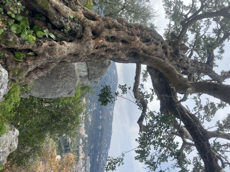 sorrento-from-the-hills-to-the-sea-hiking-tour