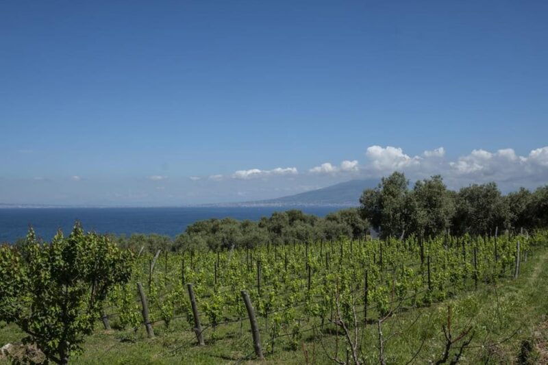 sorrento-full-wine-tasting-experience-in-a-historic-winery