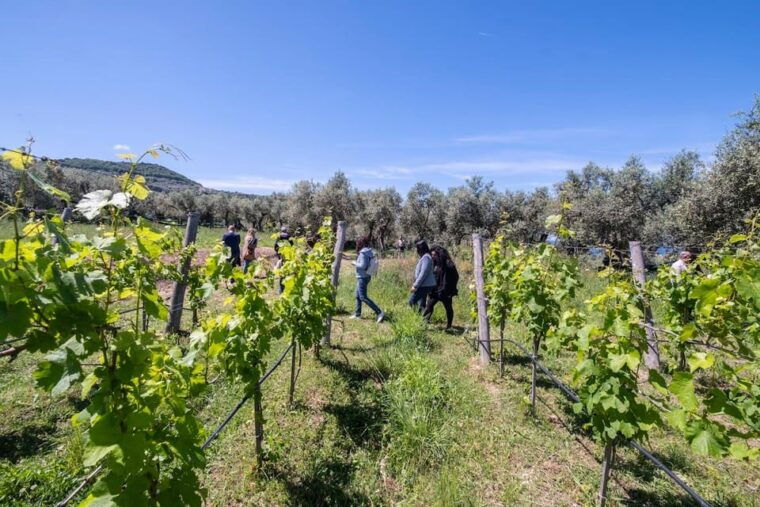 sorrento-full-wine-tasting-experience-in-a-historic-winery