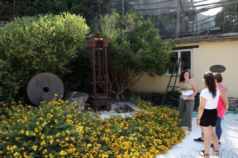sorrento-guided-olive-mill-visit-with-tastings