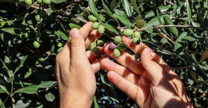 sorrento-guided-olive-mill-visit-with-tastings