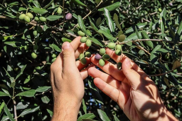 sorrento-guided-olive-mill-visit-with-tastings