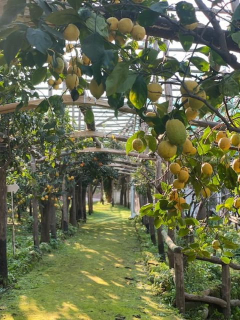 sorrento-lemon-garden-tour-with-marmalade-tasting