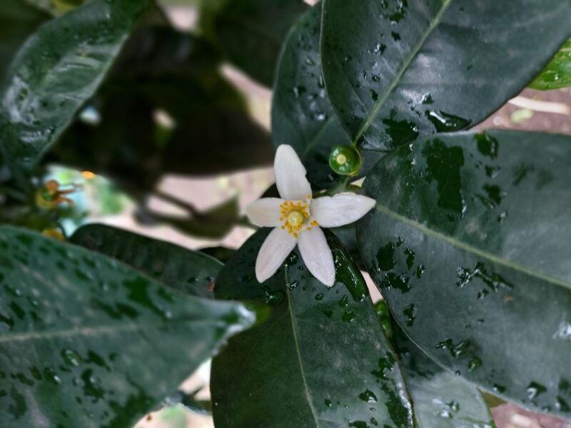 sorrento-lemon-garden-tour-with-marmalade-tasting