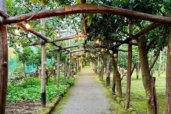 sorrento-lemon-grove-experience-with-local-product-tasting