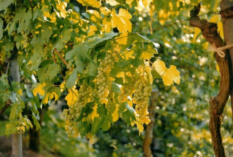 Sorrento: Lemon, Olive Oil and Wine Tasting Tour with Lunch - Overview of the Experience