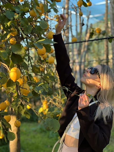 sorrento-lemon-picking-adventure